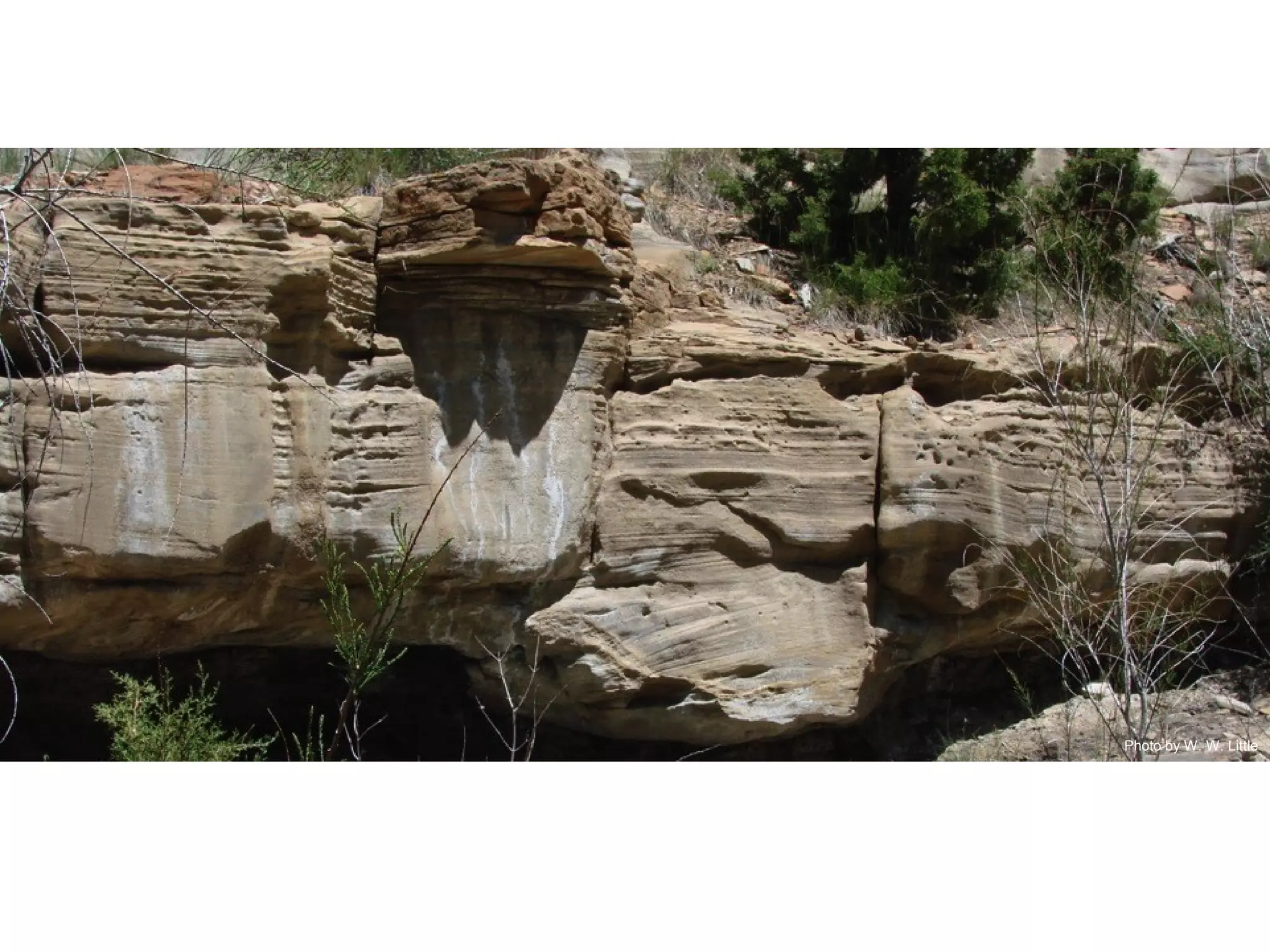 Photo by W. W. Little
 