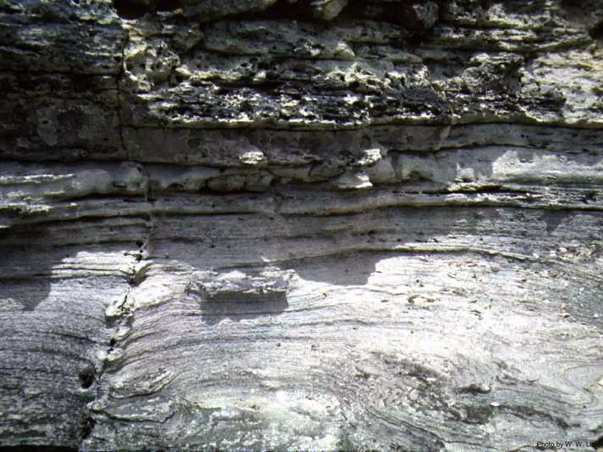 Photo by W. W. Little
 