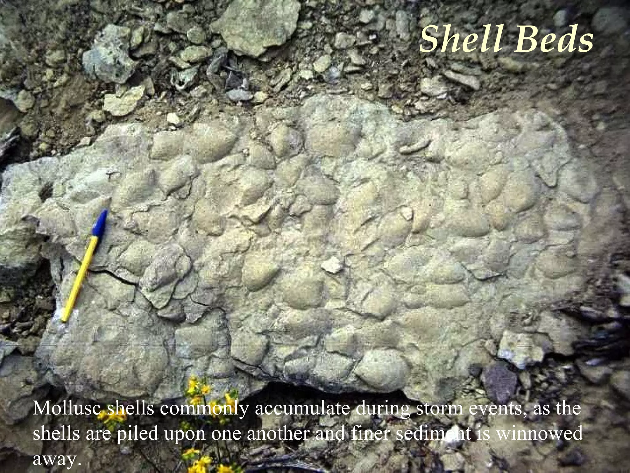 Shell Beds
Mollusc shells commonly accumulate during storm events, as the
shells are piled upon one another and finer sediment is winnowed
away.
 