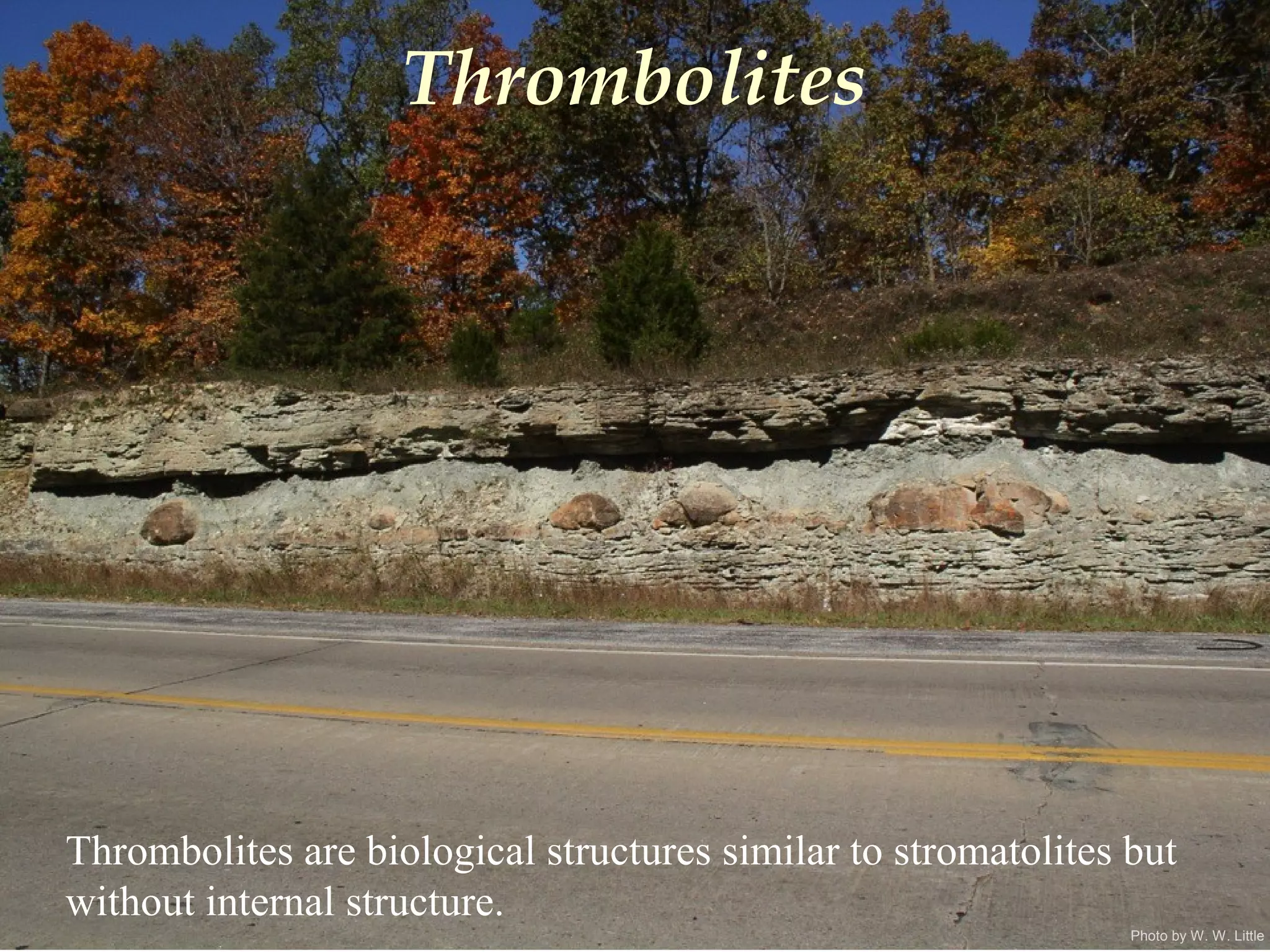 Photo by W. W. Little
Thrombolites
Thrombolites are biological structures similar to stromatolites but
without internal structure.
 