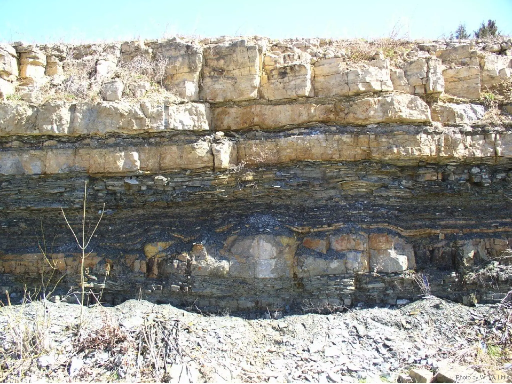 Photo by W. W. Little
 