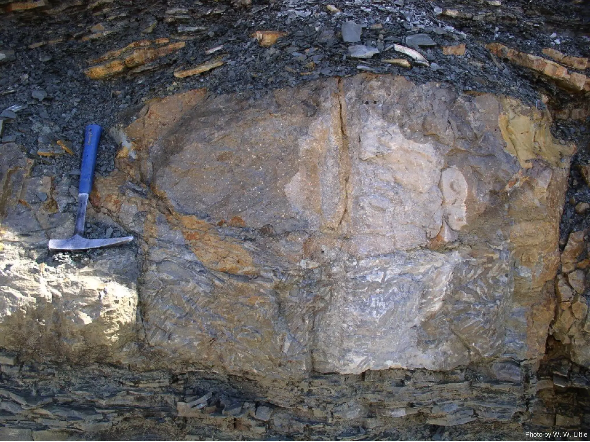 Photo by W. W. Little
 