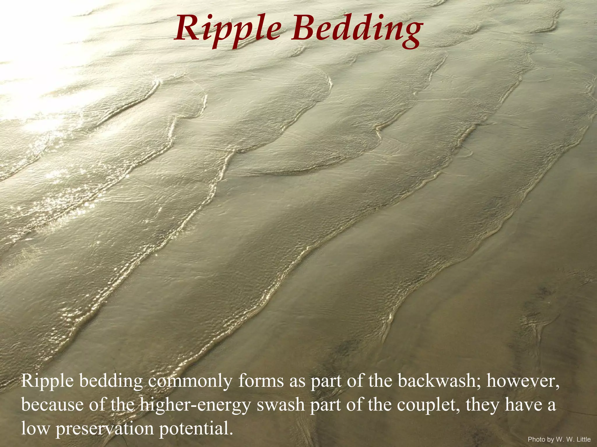 Ripple Bedding
Ripple bedding commonly forms as part of the backwash; however,
because of the higher-energy swash part of the couplet, they have a
low preservation potential. Photo by W. W. Little
 