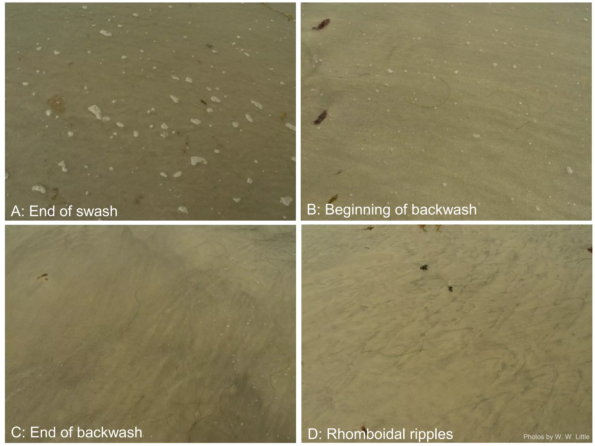 A: End of swash B: Beginning of backwash
C: End of backwash D: Rhomboidal ripples Photos by W. W. Little
 