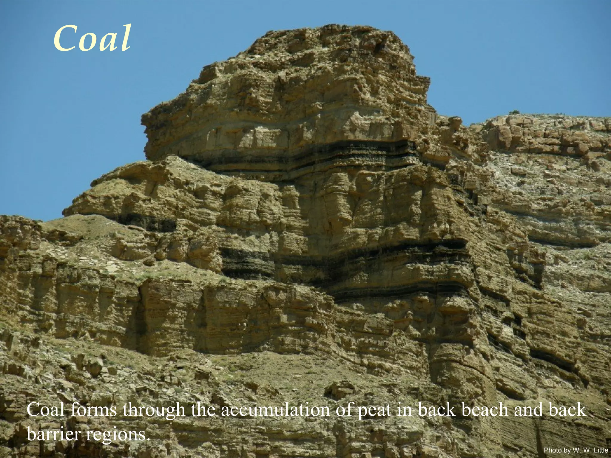 Photo by W. W. Little
Coal
Coal forms through the accumulation of peat in back beach and back
barrier regions.
 