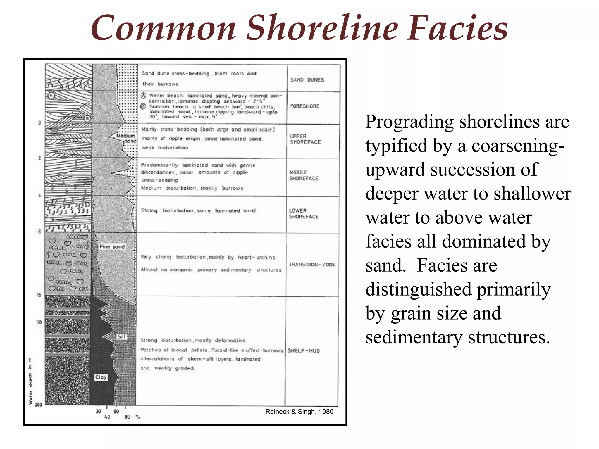 Reineck & Singh, 1980
Common Shoreline Facies
Prograding shorelines are
typified by a coarsening-
upward succession of
deeper water to shallower
water to above water
facies all dominated by
sand. Facies are
distinguished primarily
by grain size and
sedimentary structures.
 