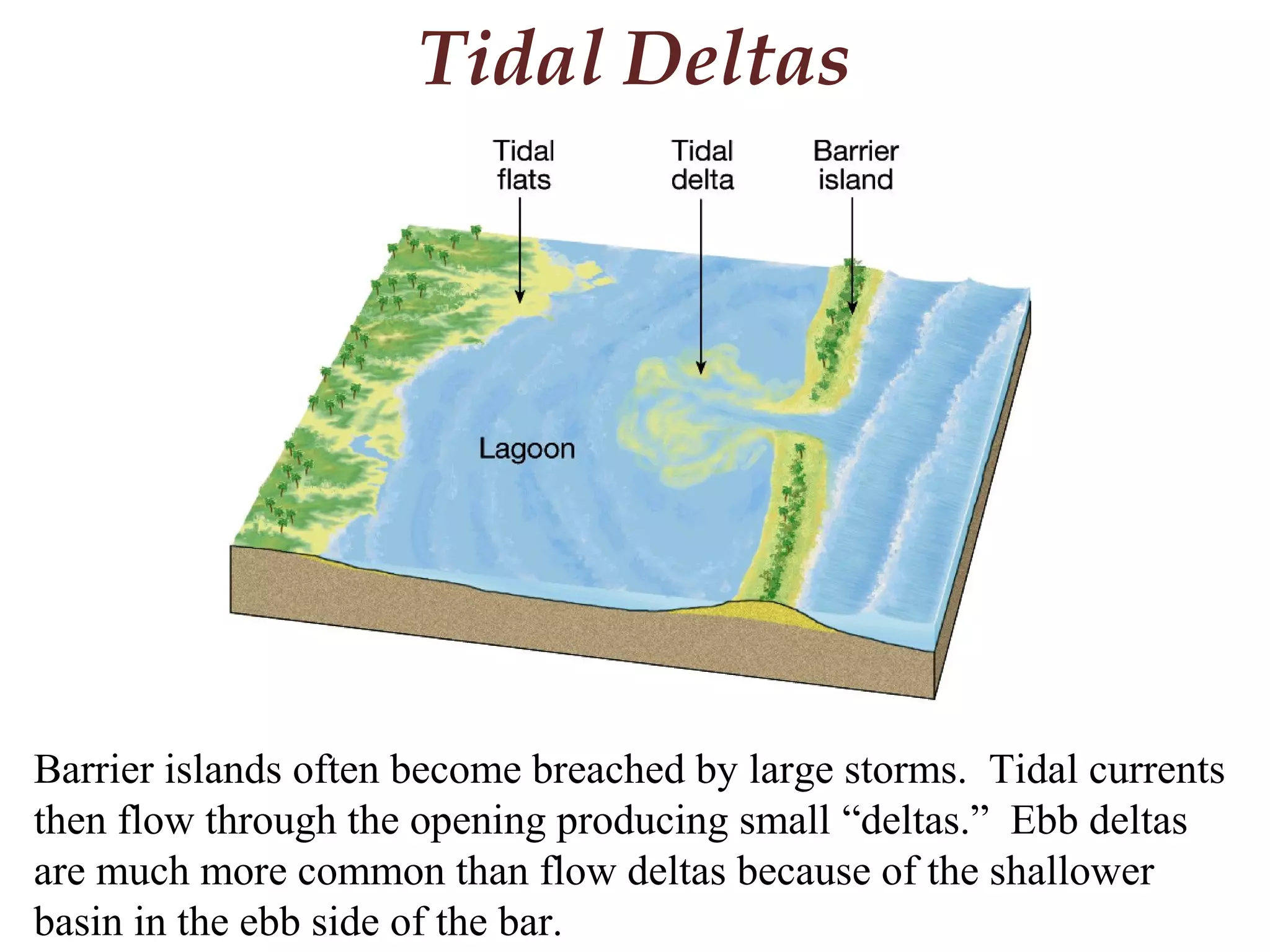 Tidal Deltas
Barrier islands often become breached by large storms. Tidal currents
then flow through the opening producing small “deltas.” Ebb deltas
are much more common than flow deltas because of the shallower
basin in the ebb side of the bar.
 