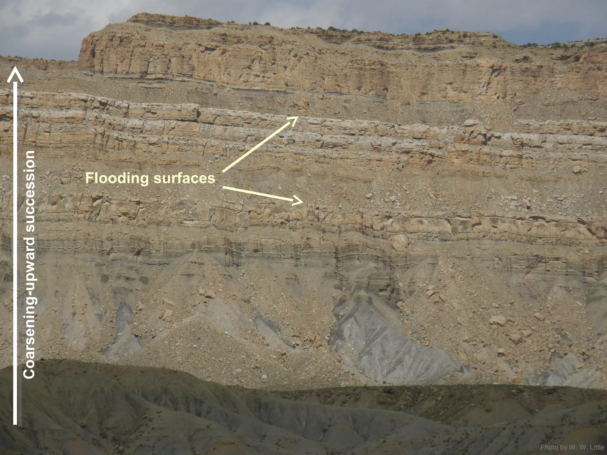 Photo by W. W. Little
Coarsening-upwardsuccession
Flooding surfaces
 