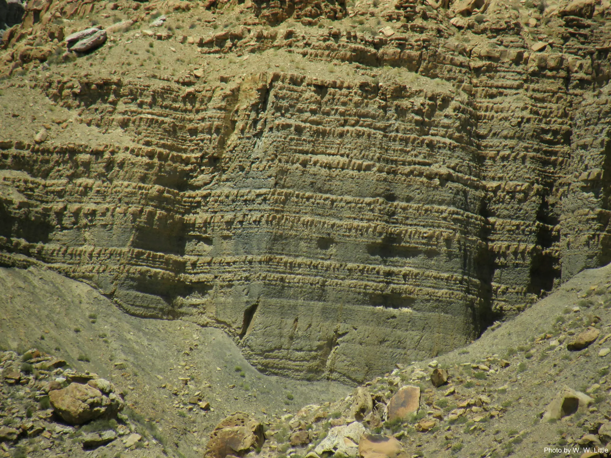 Photo by W. W. Little
 