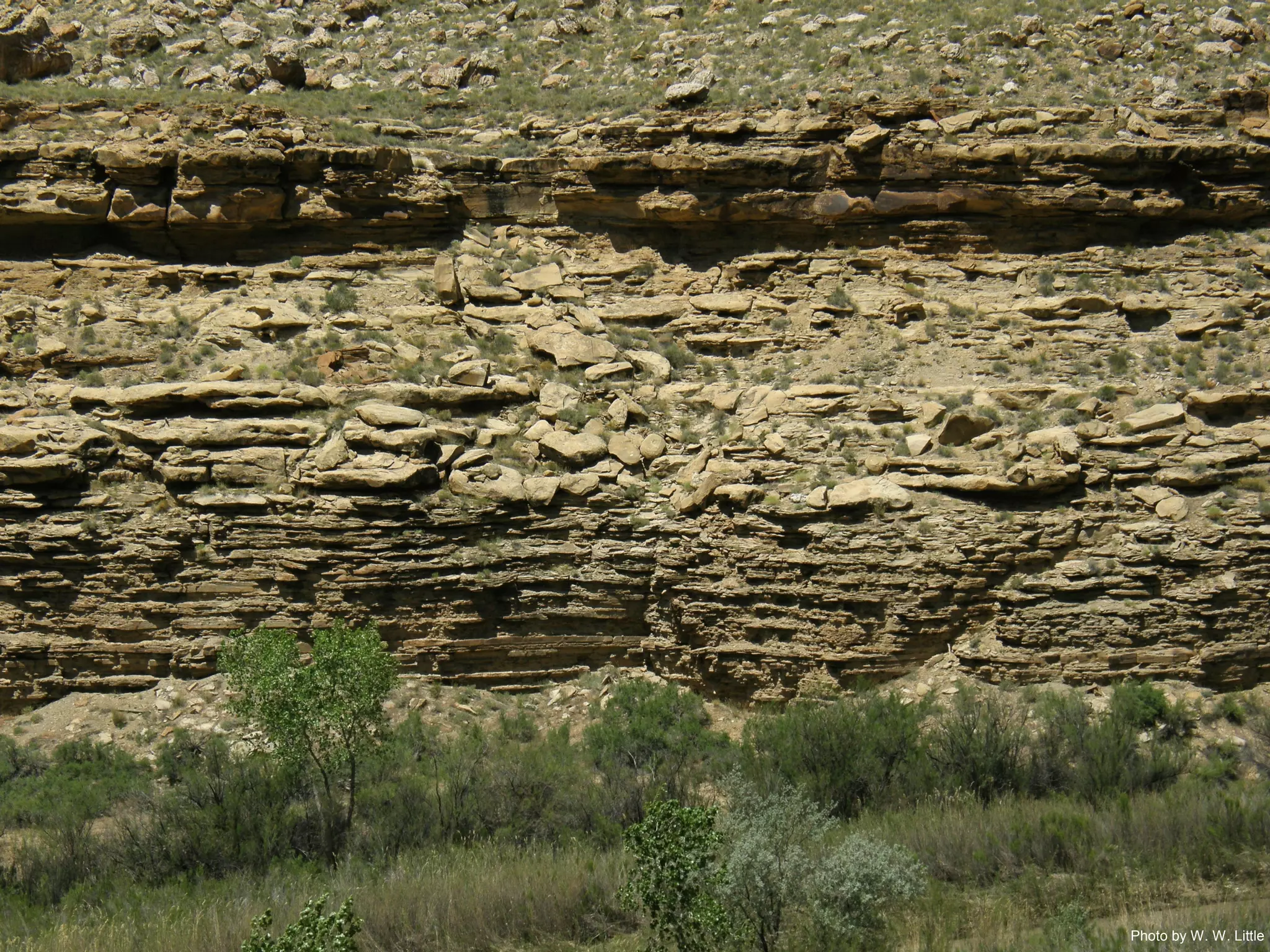 Photo by W. W. Little
 