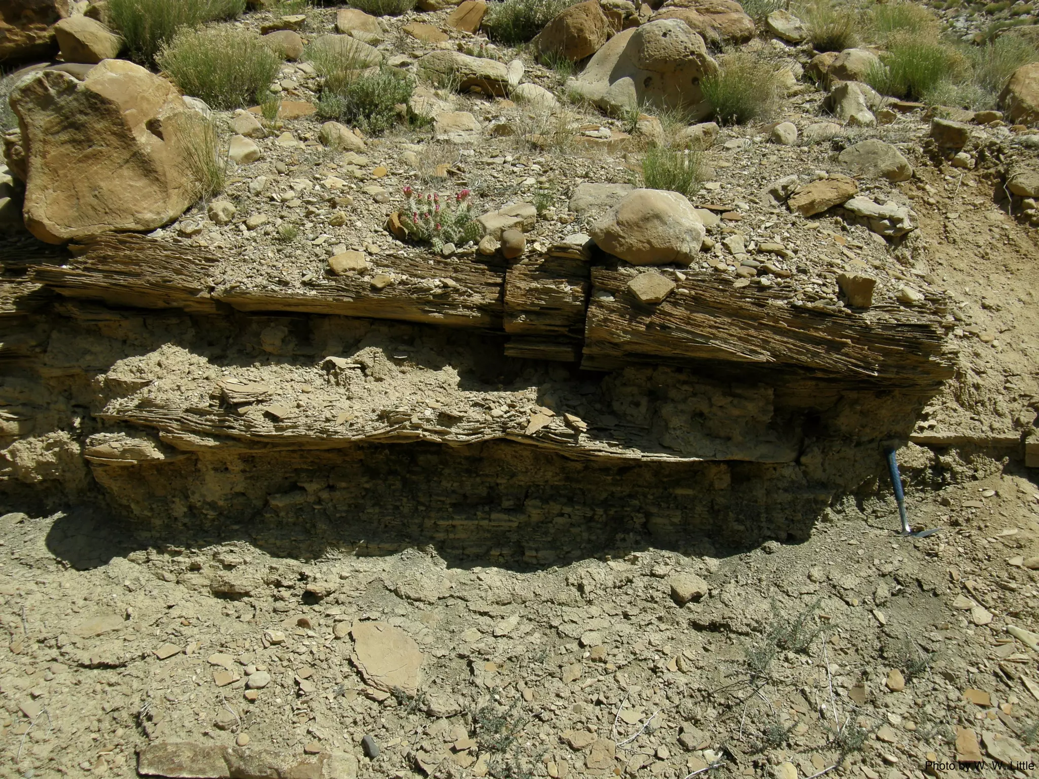 Photo by W. W. Little
 