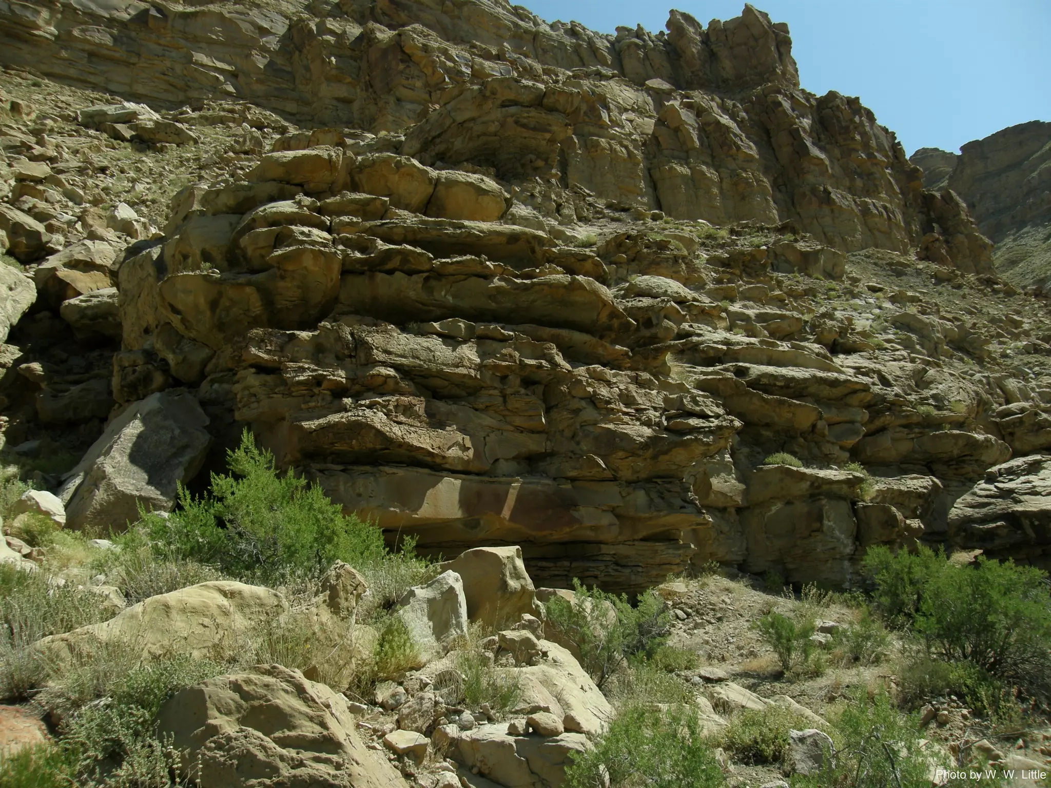 Photo by W. W. Little
 