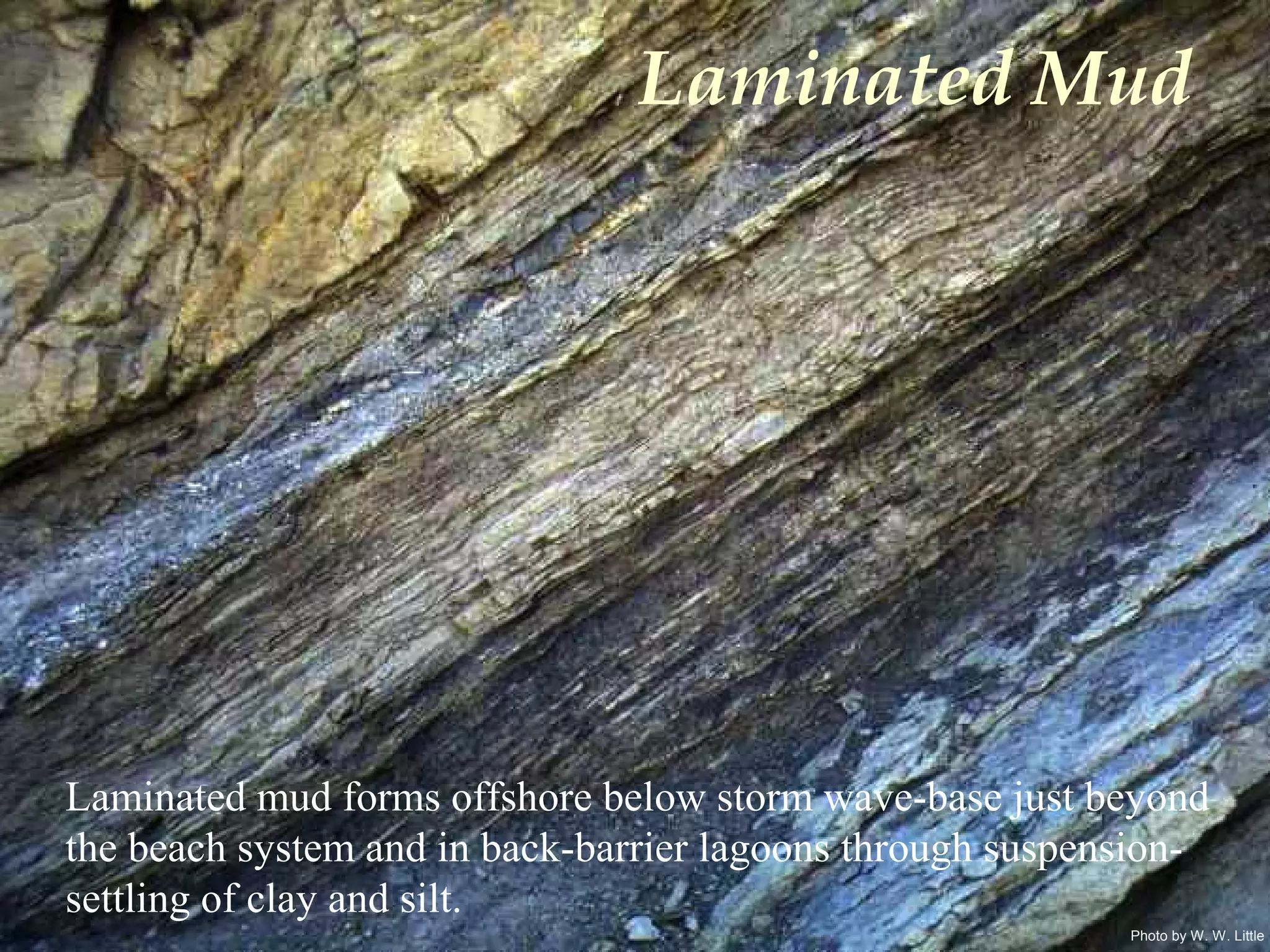 Photo by W. W. Little
Laminated Mud
Laminated mud forms offshore below storm wave-base just beyond
the beach system and in back-barrier lagoons through suspension-
settling of clay and silt.
 