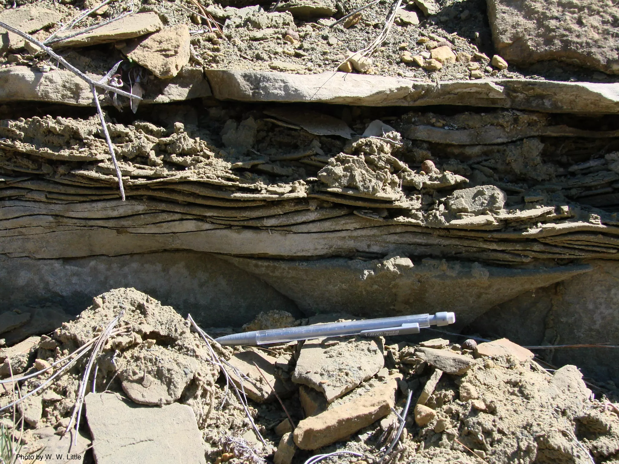 Photo by W. W. Little
 