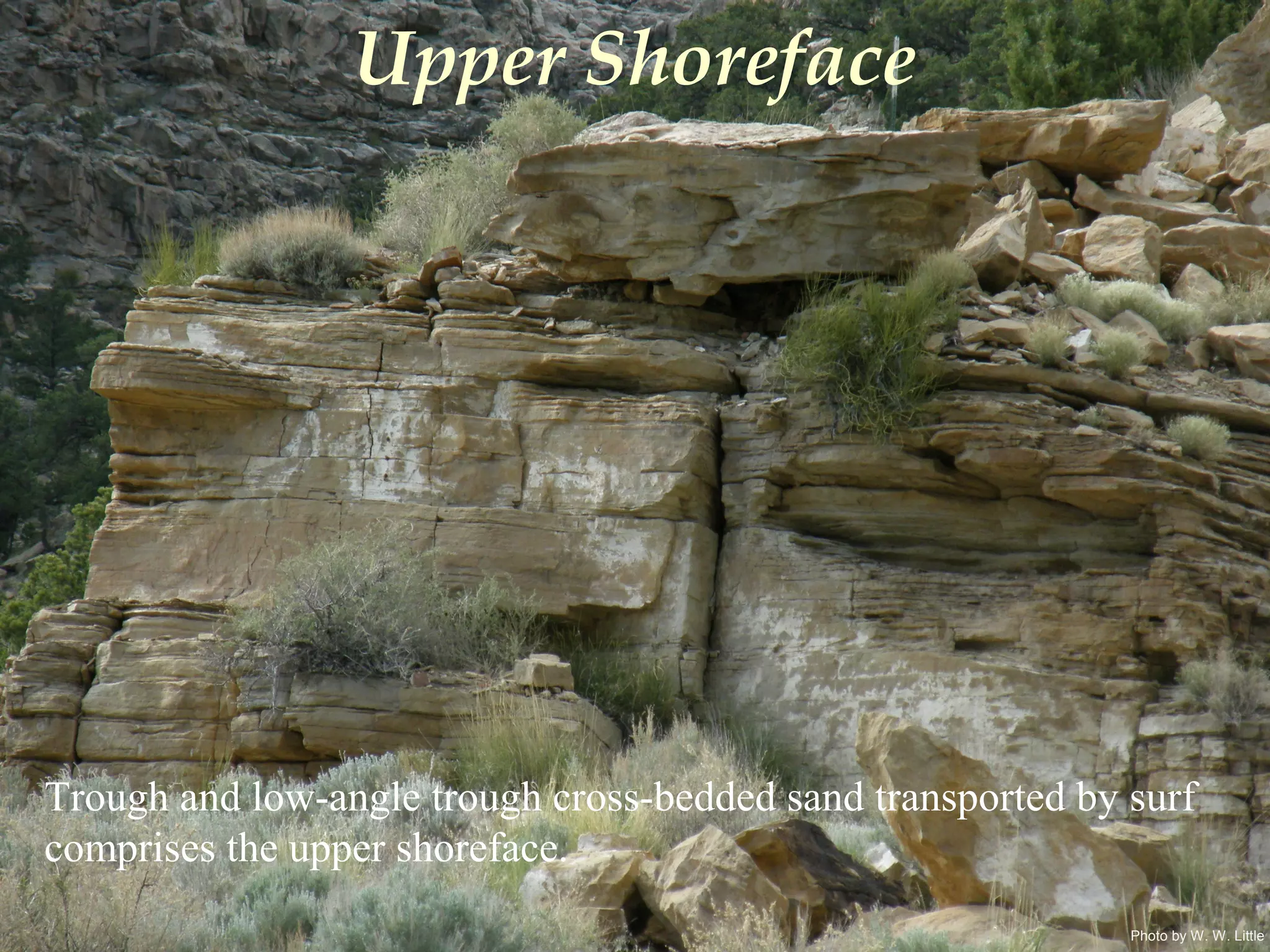 Photo by W. W. Little
Upper Shoreface
Trough and low-angle trough cross-bedded sand transported by surf
comprises the upper shoreface.
 