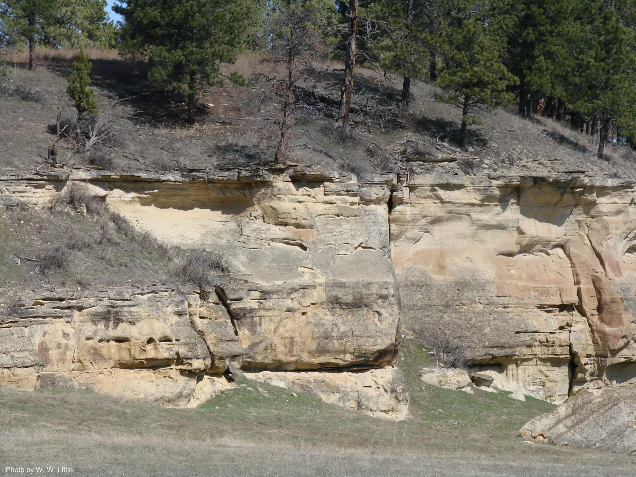 Photo by W. W. Little
 