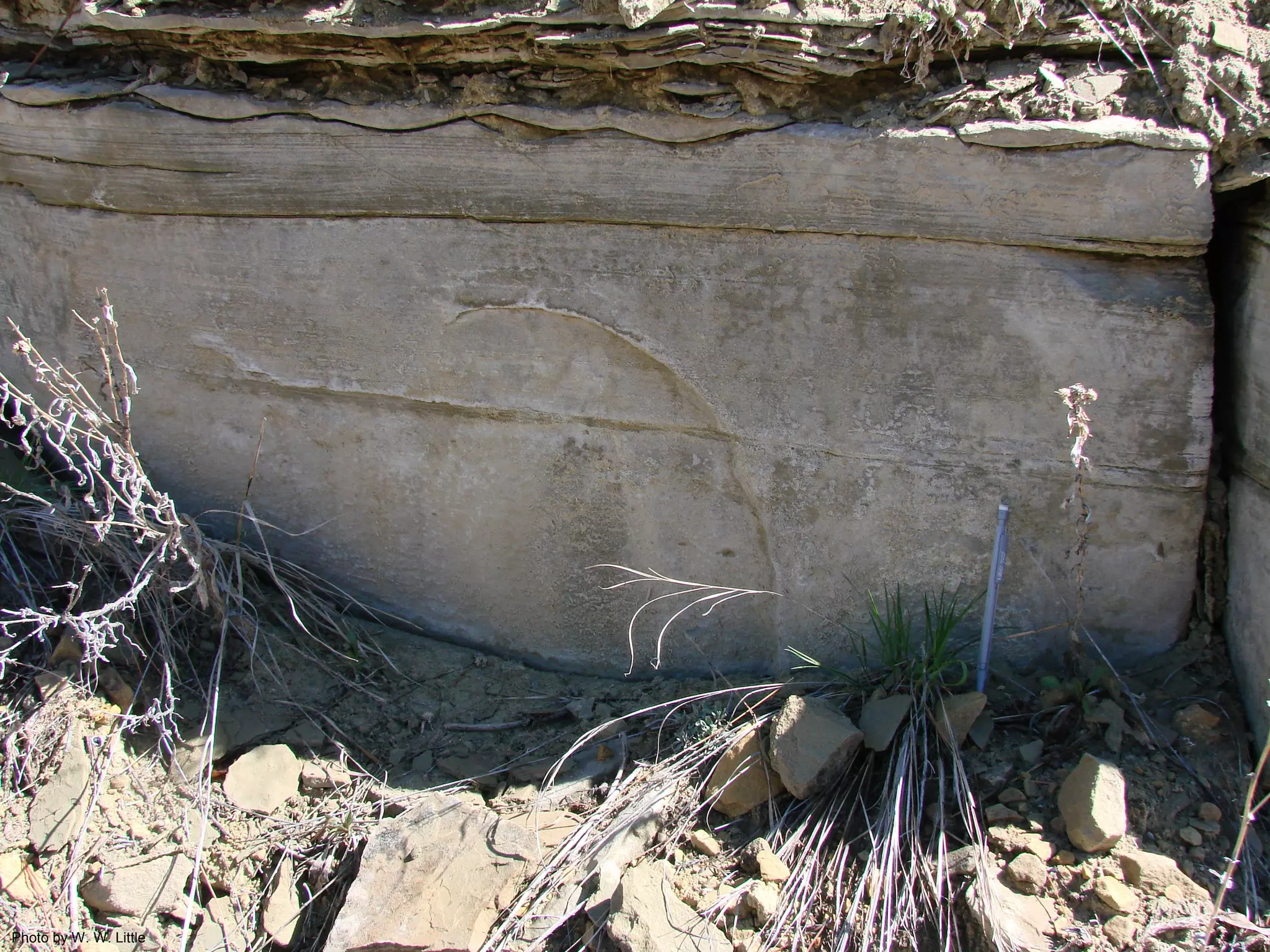 Photo by W. W. Little
 