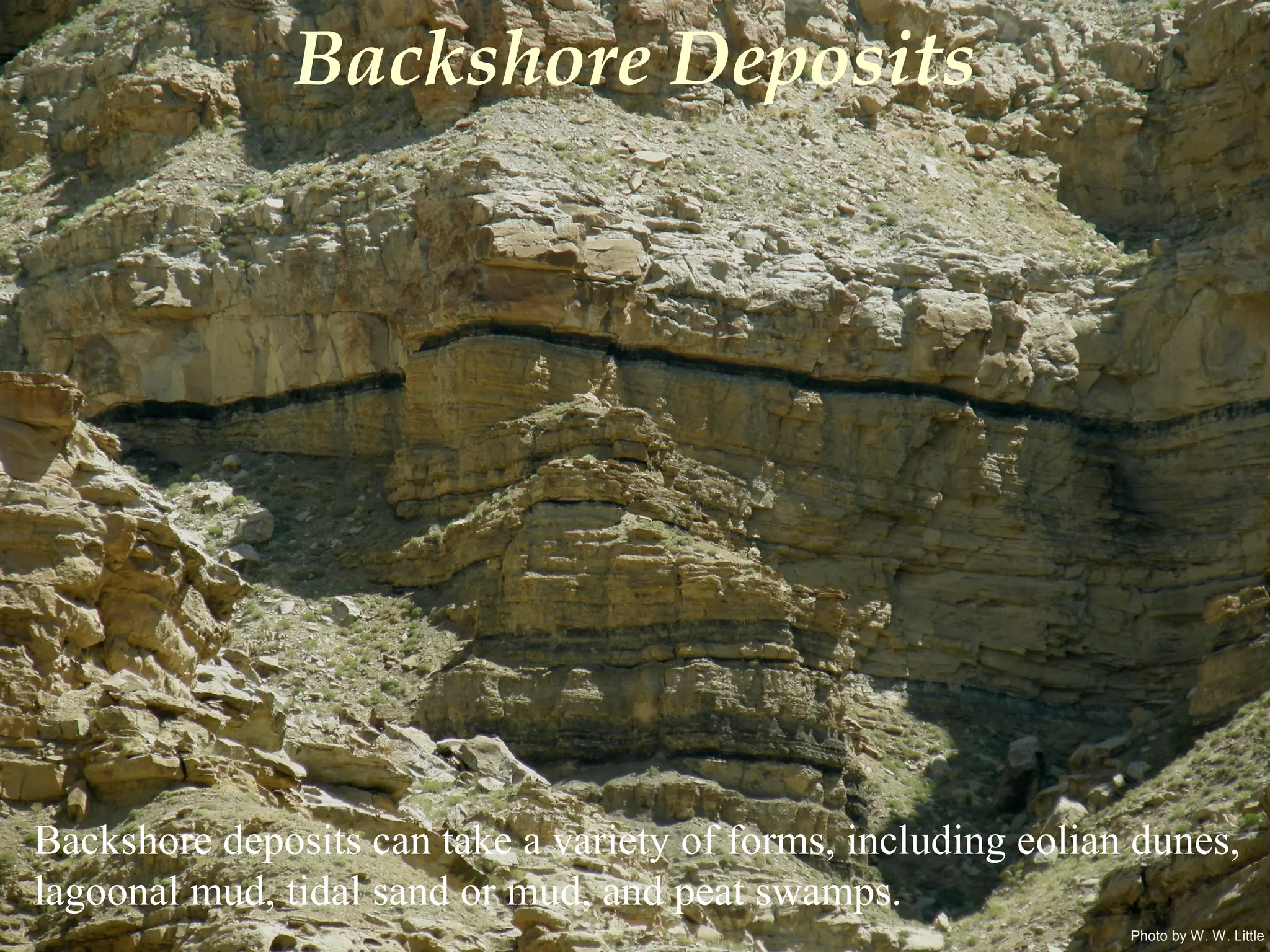 Photo by W. W. Little
Backshore Deposits
Backshore deposits can take a variety of forms, including eolian dunes,
lagoonal mud, tidal sand or mud, and peat swamps.
 