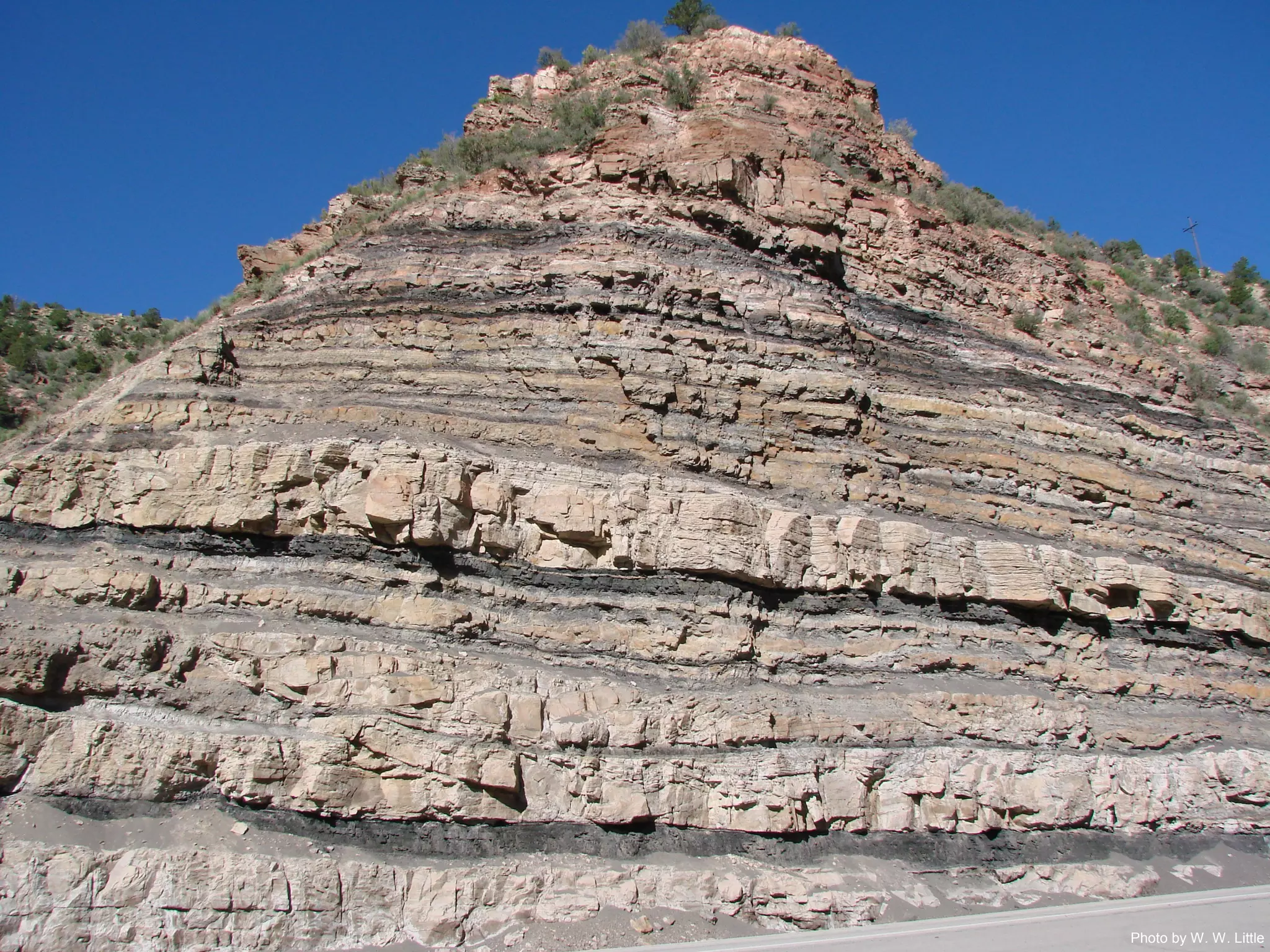 Photo by W. W. Little
 