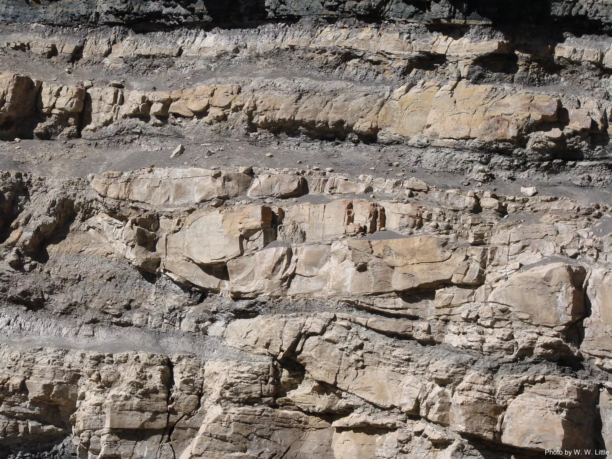 Photo by W. W. Little
 