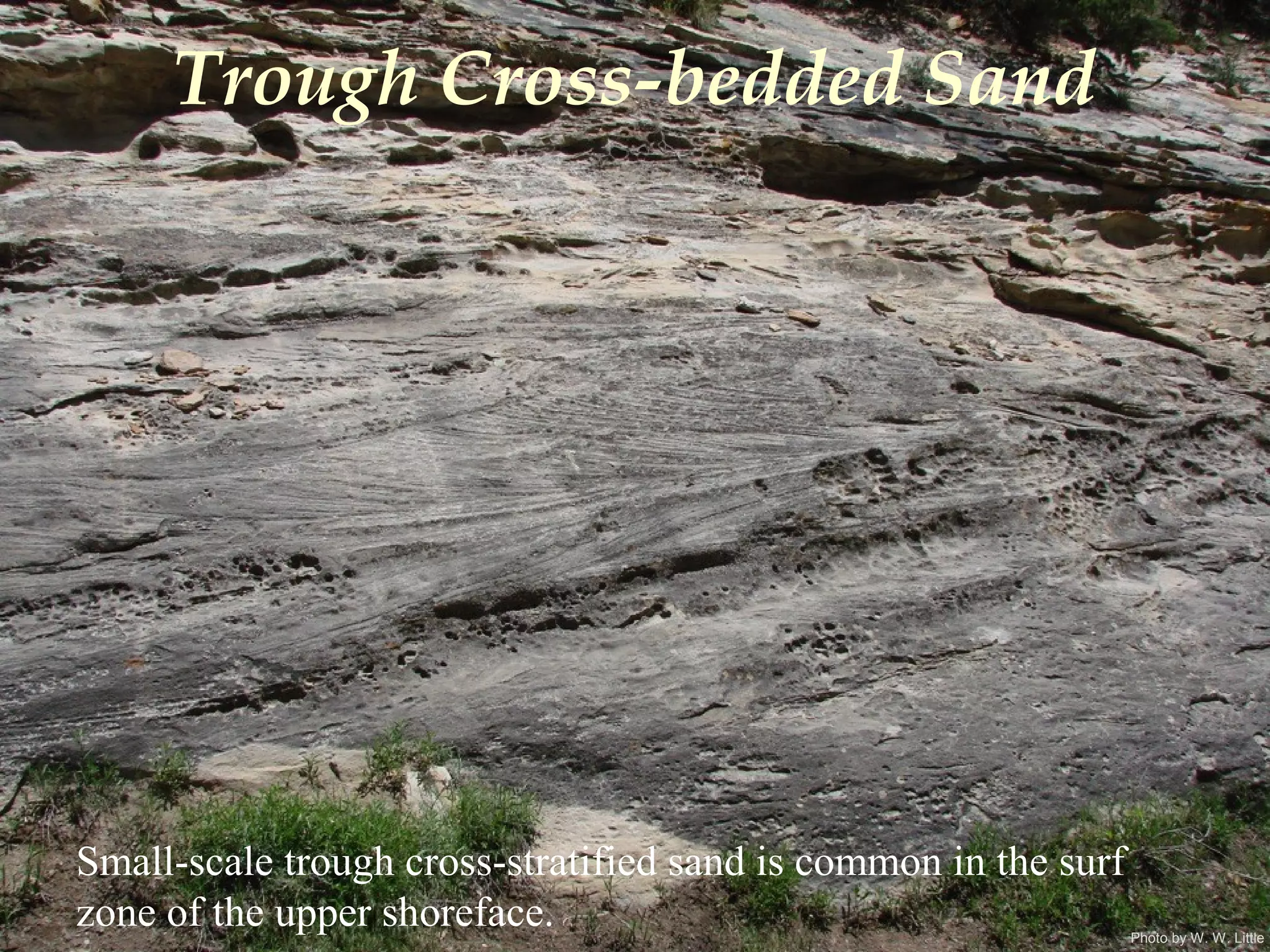 Photo by W. W. Little
Trough Cross-bedded Sand
Small-scale trough cross-stratified sand is common in the surf
zone of the upper shoreface.
 