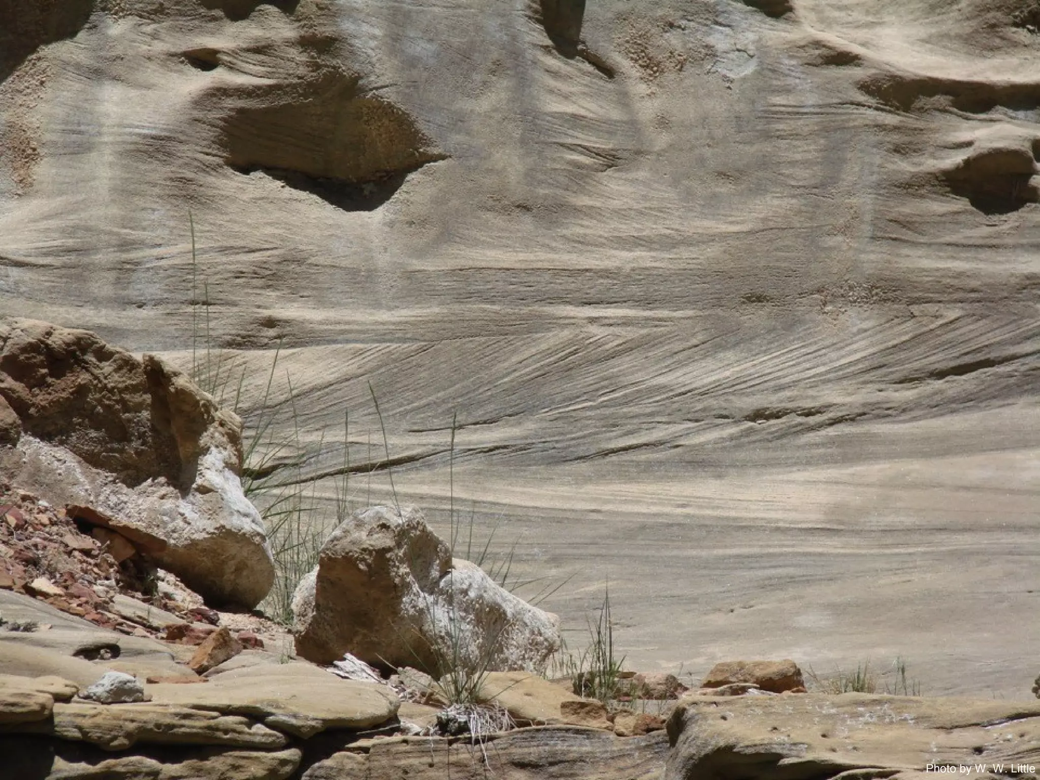 Photo by W. W. Little
 