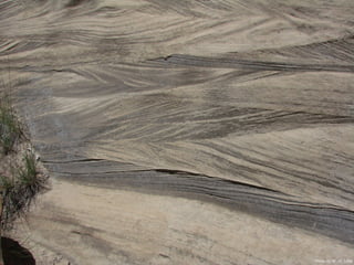 Photo by W. W. Little
 