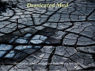 Dessicated Mud
Dessication cracks in mud can form during low tides.
 