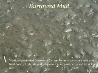 Photo by W. W. Little
Burrowed Mud
Vertically-oriented burrows are common as organisms surface to
feed during high tide and return to the subsurface for safety at low
tide.
 