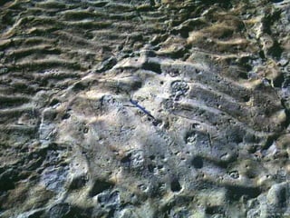 Photo by W. W. Little
 