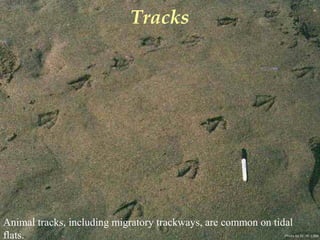 Photo by W. W. Little
Tracks
Animal tracks, including migratory trackways, are common on tidal
flats.
 