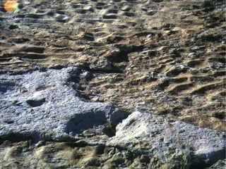 Photo by W. W. Little
 