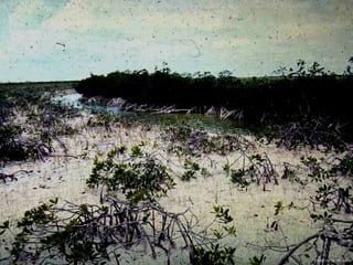 Photo by W. W. Little
 