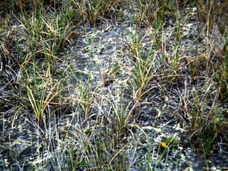 Photo by W. W. Little
 