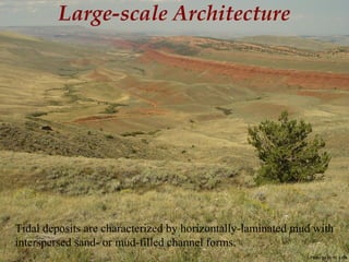 Photo by W. W. Little
Large-scale Architecture
Tidal deposits are characterized by horizontally-laminated mud with
interspersed sand- or mud-filled channel forms.
 