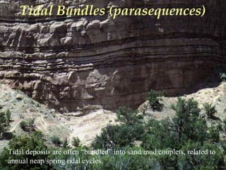 Photo by W. W. Little
Tidal deposits are often “bundled” into sand/mud couplets, related to
annual neap/spring tidal cycles.
Tidal Bundles (parasequences)
 