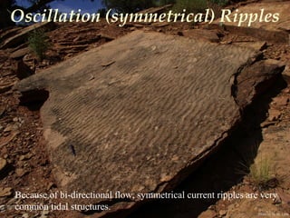 Photo by W. W. Little
Oscillation (symmetrical) Ripples
Because of bi-directional flow, symmetrical current ripples are very
common tidal structures.
 