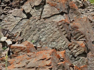 Photo by W. W. Little
 