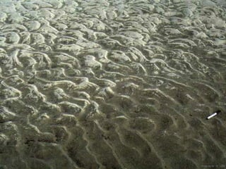 Photo by W. W. Little
 