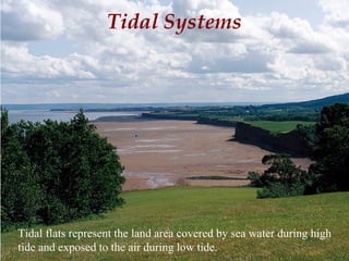 Tidal Systems
Tidal flats represent the land area covered by sea water during high
tide and exposed to the air during low tide.
 