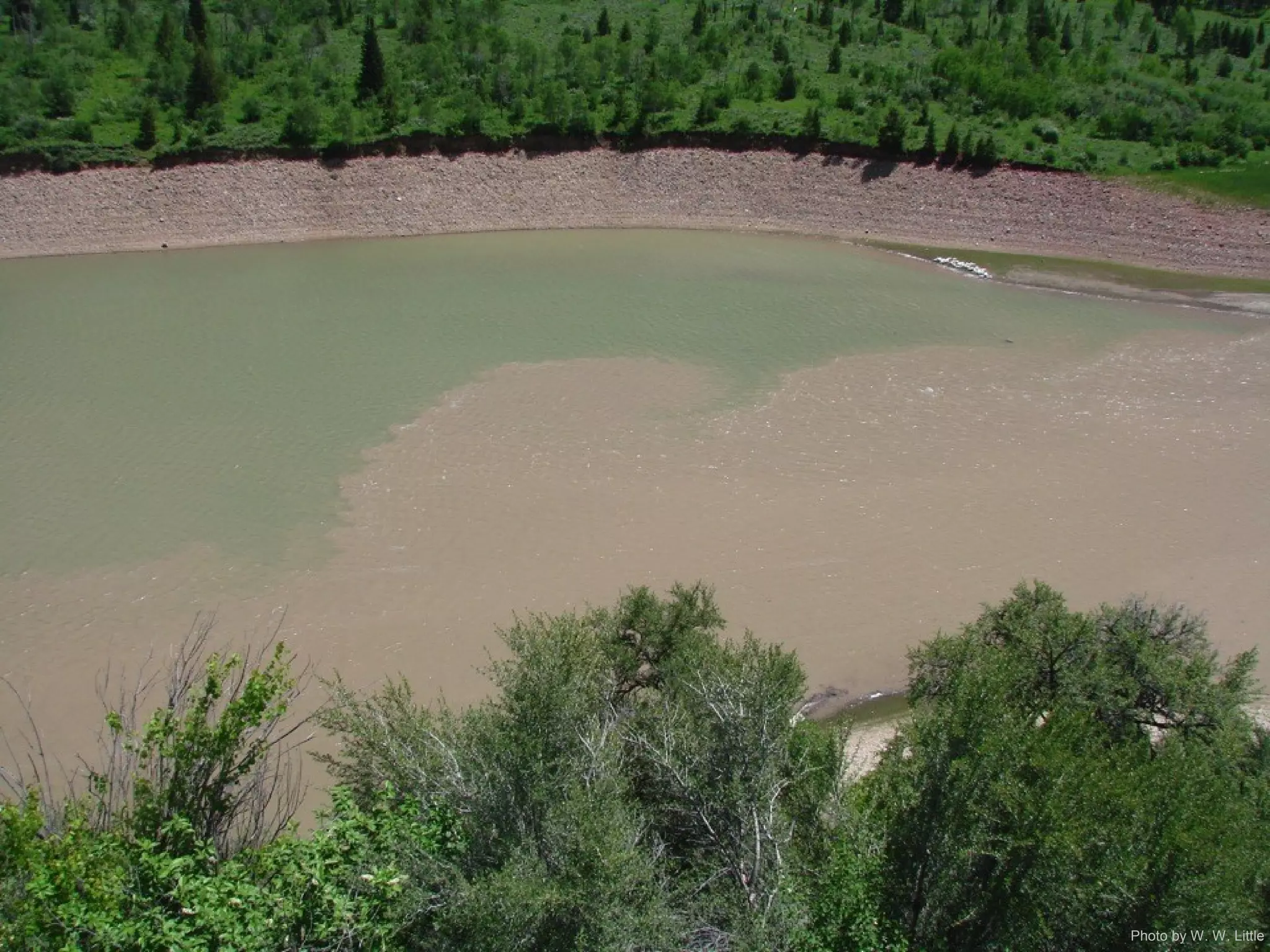 Photo by W. W. Little
 