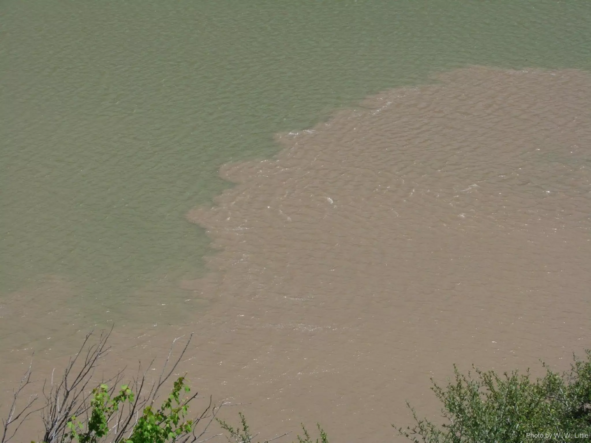 Photo by W. W. Little
 