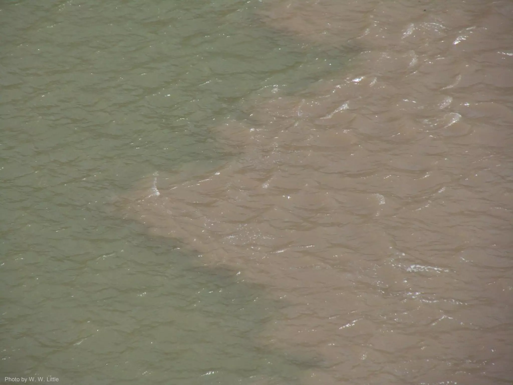 Photo by W. W. Little
 