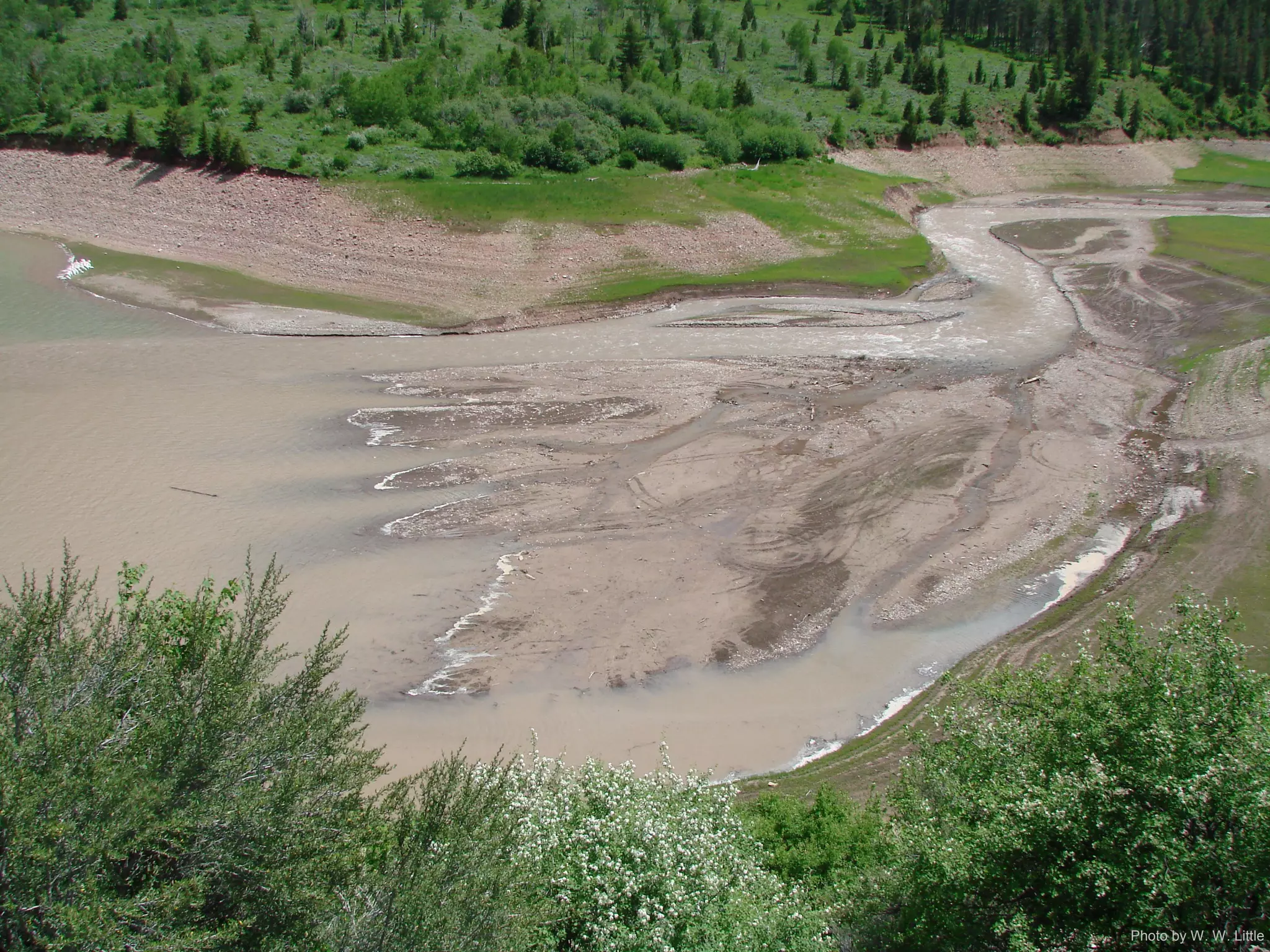 Photo by W. W. Little
 