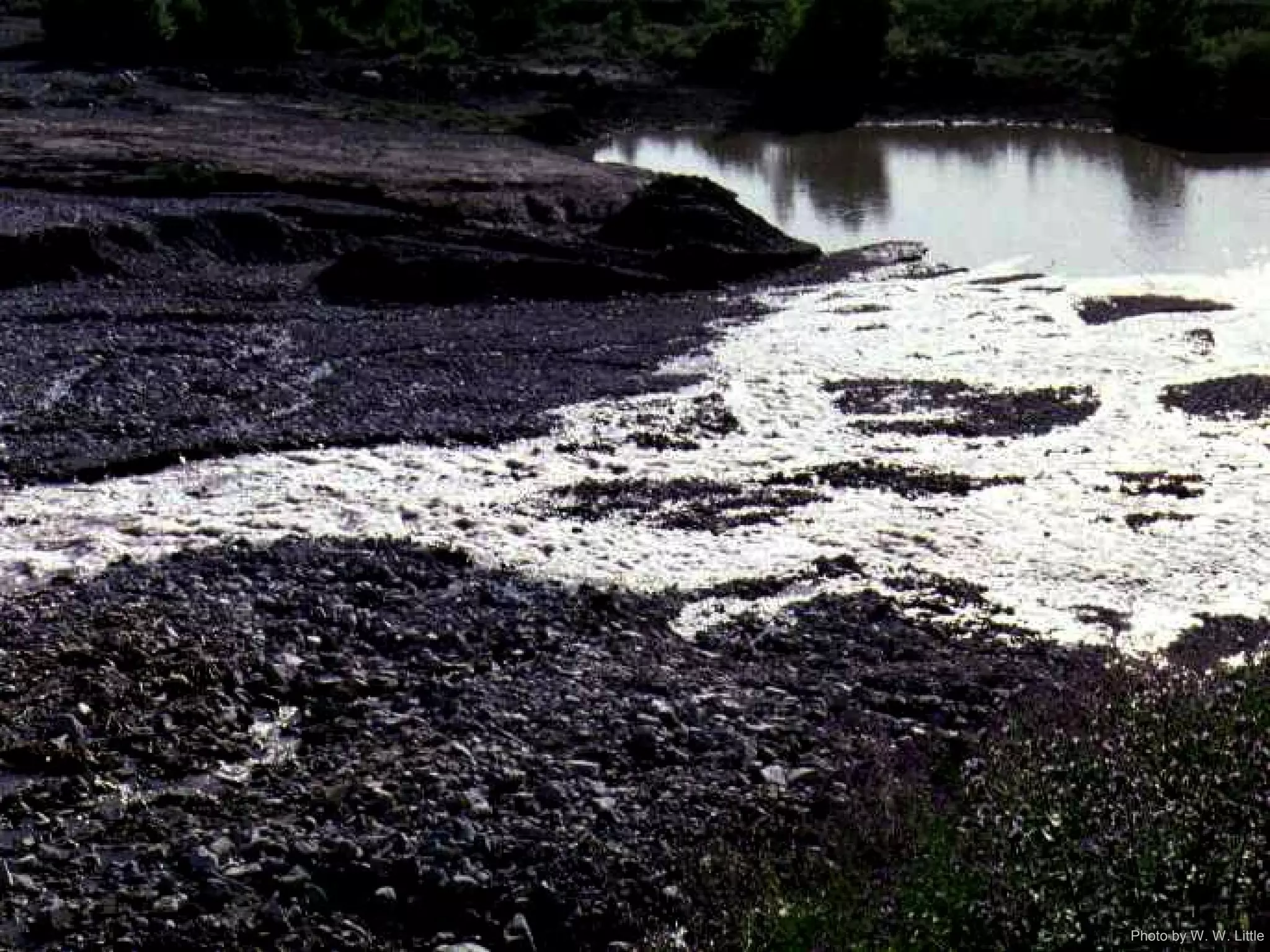 Photo by W. W. Little
 