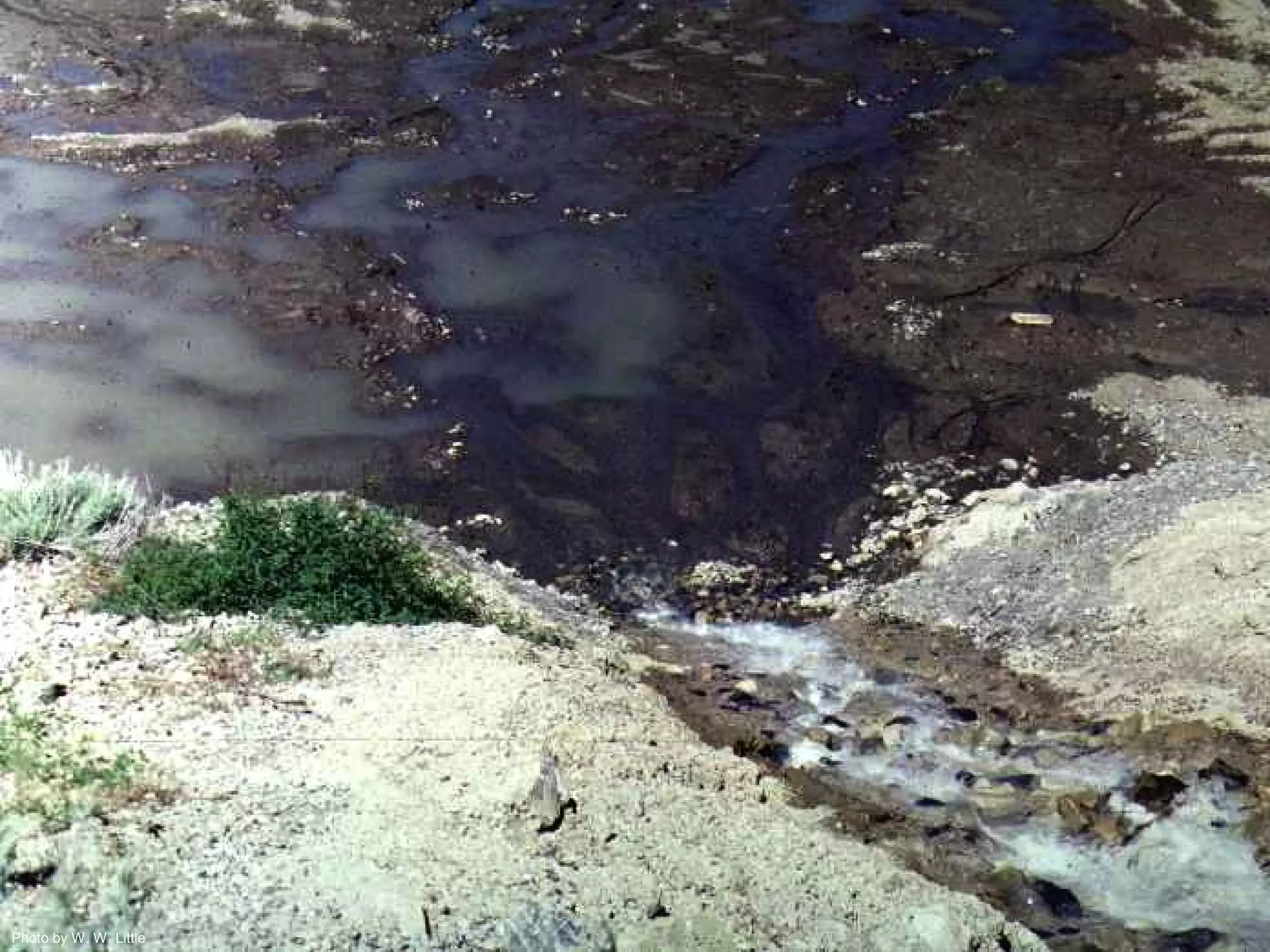 Photo by W. W. Little
 