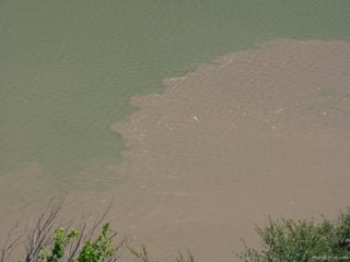 Photo by W. W. Little
 