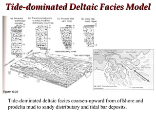 Tide-dominated Deltaic Facies ModelTide-dominated Deltaic Facies Model
Tide-dominated deltaic facies coarsen-upward from offshore and
prodelta mud to sandy distributary and tidal bar deposits.
 