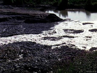 Photo by W. W. Little
 