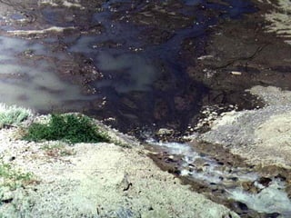 Photo by W. W. Little
 